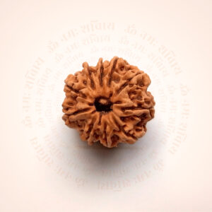 10 Mukhi Rudraksha