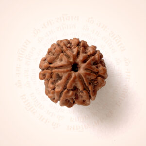 7 Mukhi Rudraksha