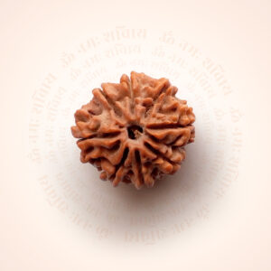 8 Mukhi Rudraksha