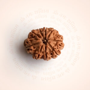 9 Mukhi Rudraksha