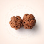Gauri Shankar Rudraksha