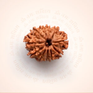 11 Mukhi Rudraksha