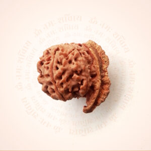 Original Ganesh Mukhi Rudraksha