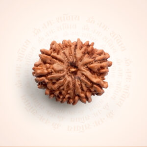 12 Mukhi Rudraksha