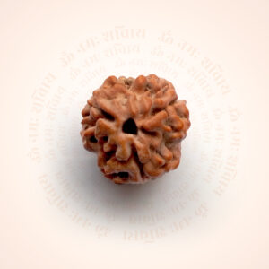 3 Mukhi Rudraksha
