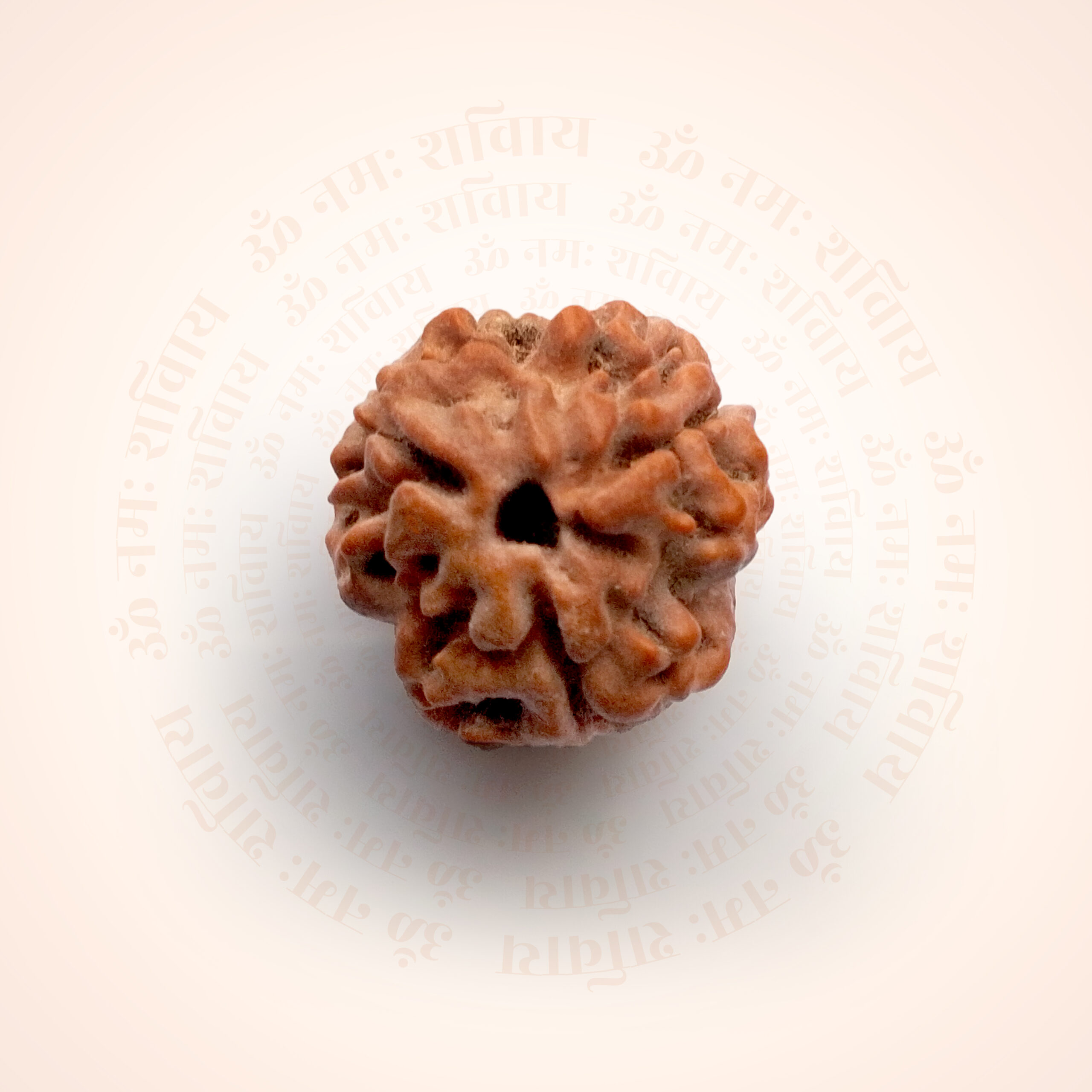 3 Mukhi Rudraksha