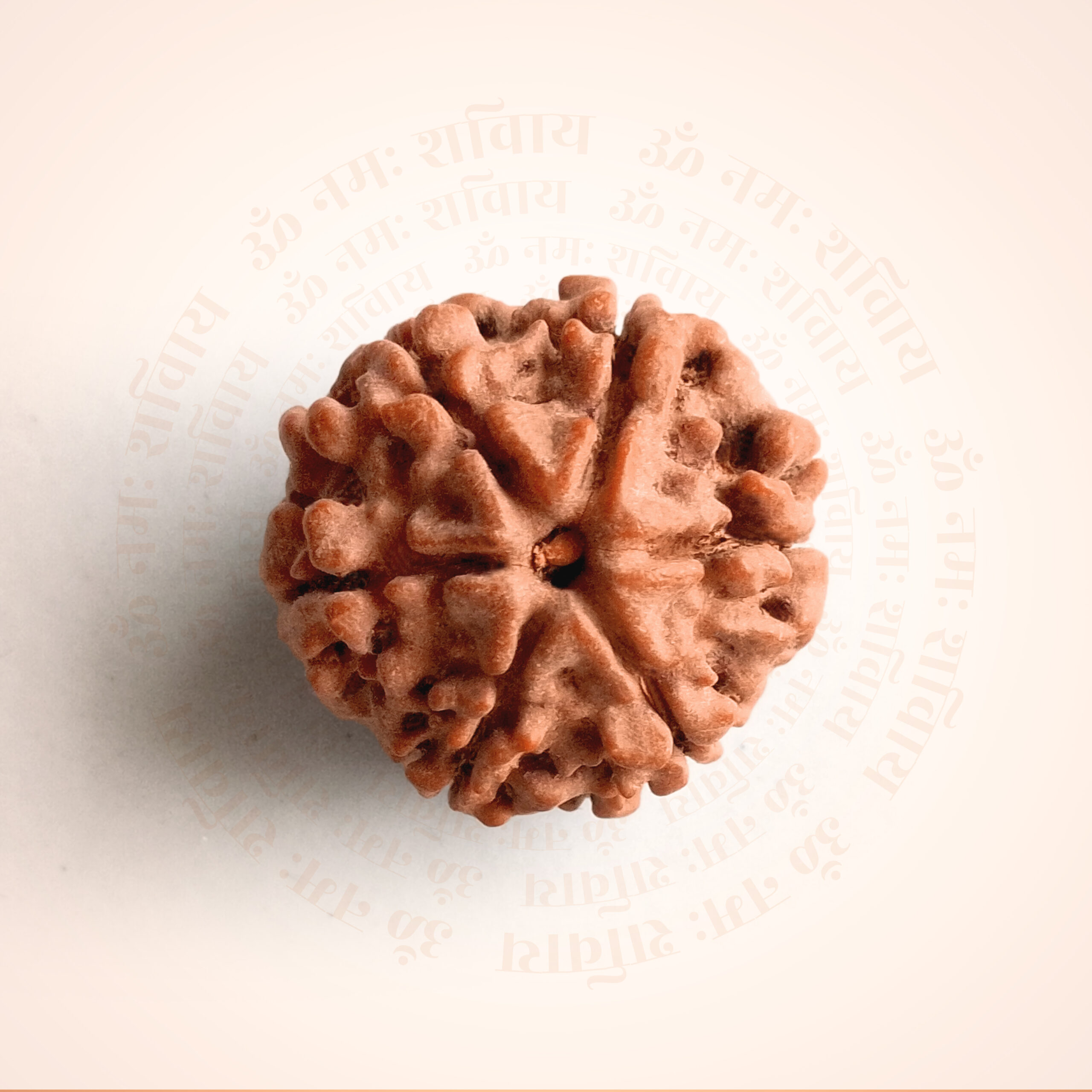 6 Mukhi Rudraksha