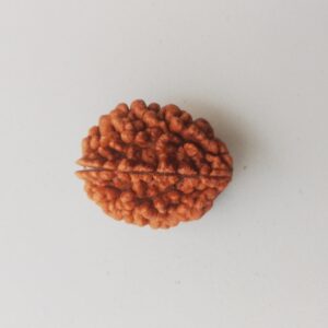 2 Mukhi Rudraksha