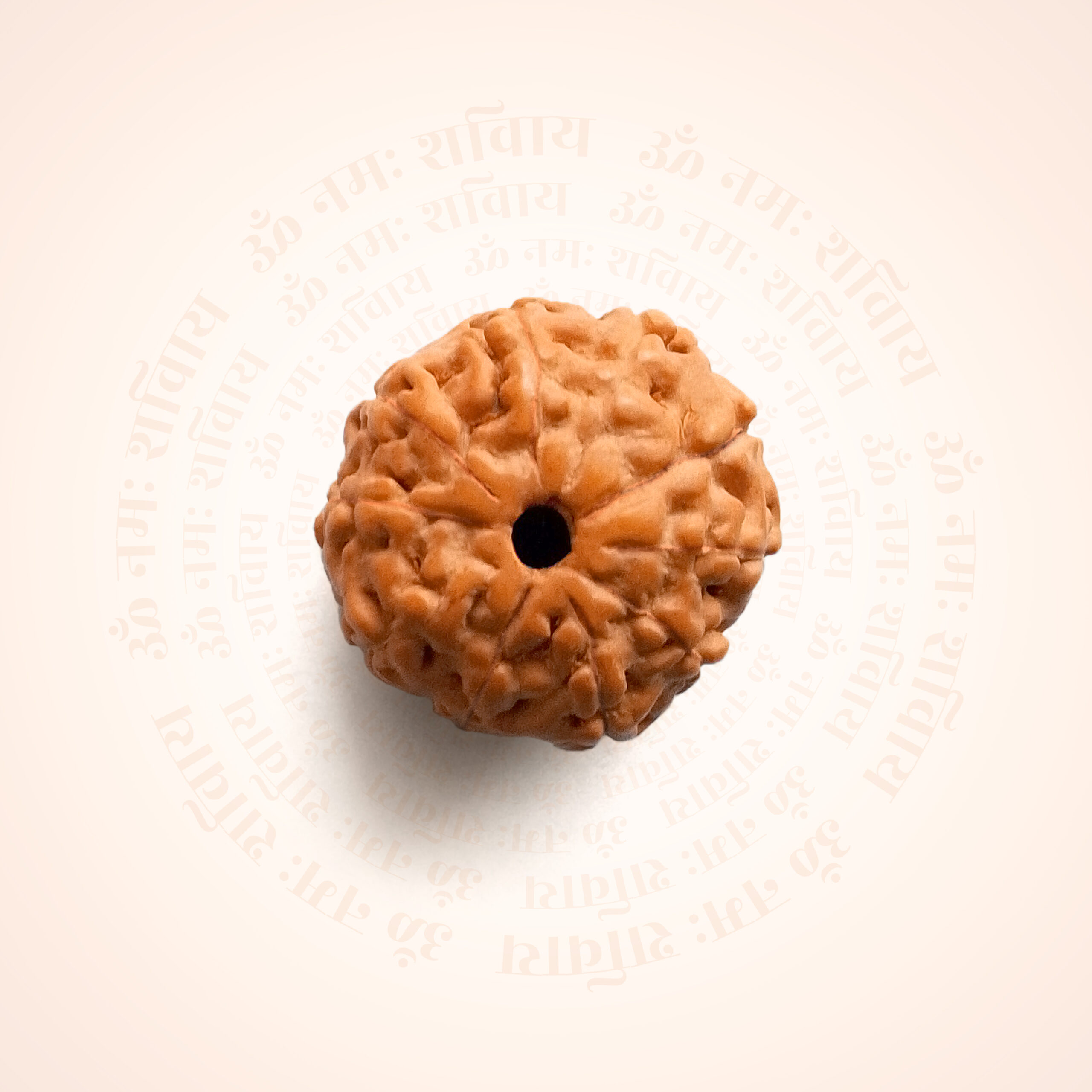 10 Mukhi Rudraksha Indonesian